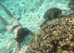 Snorkel en la playa con tortugas
